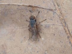 Lispocephala brachialis