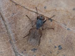 Lispocephala brachialis