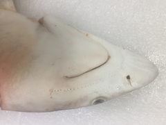 Carcharhinus dussumieri