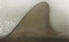 Carcharhinus dussumieri