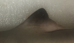 Carcharhinus dussumieri