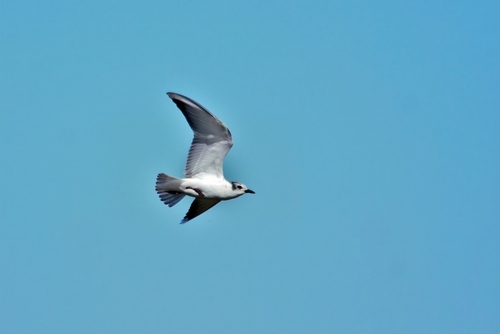 White-winged Tern (Chlidonias leucopterus), photo 2