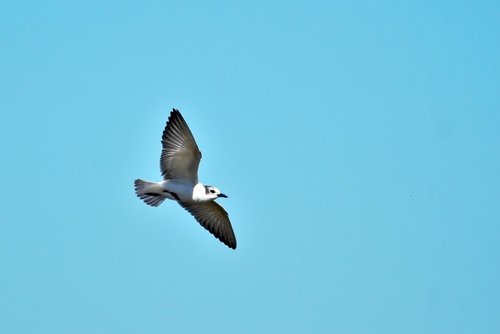 White-winged Tern (Chlidonias leucopterus)