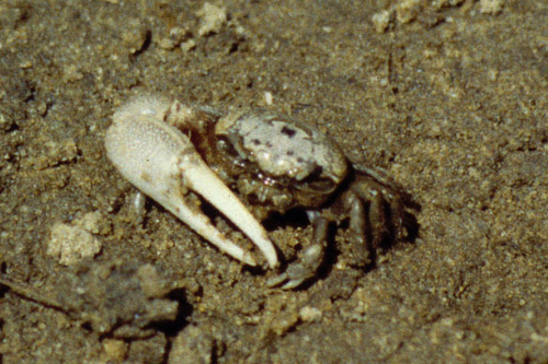 Atlantic Sand Fiddler Crab, photo 8 of 9