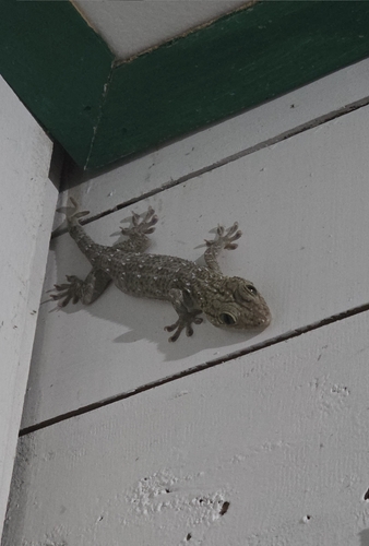 Gekko albofasciolatus