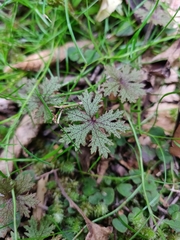 Hydrocotyle dissecta