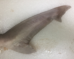 Carcharhinus dussumieri