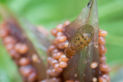 Drosophila phalerata