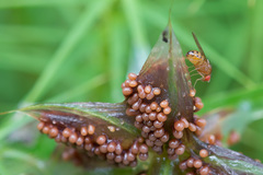 Drosophila phalerata