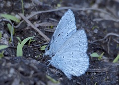 Celastrina echo echo