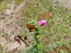 Lycaena edna