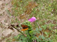 Lycaena edna
