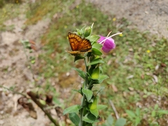 Lycaena edna