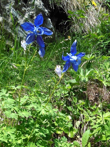 Aquilegia alpina (Aquilegia alpina)