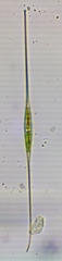 Closterium setaceum