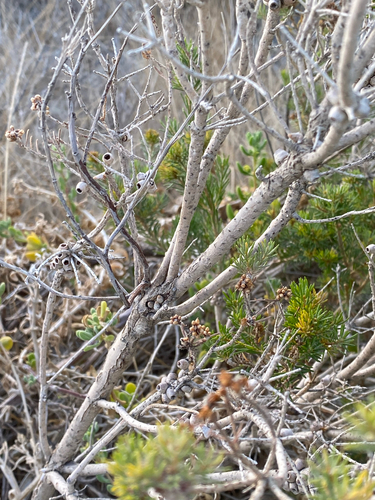 Melaleuca systena, photograph 6