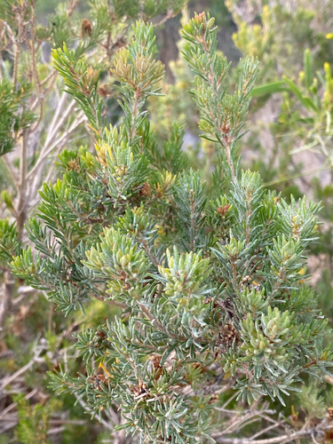 coastal honeymyrtle (Melaleuca systena)