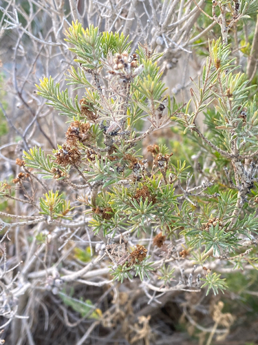 Melaleuca systena, photograph 5