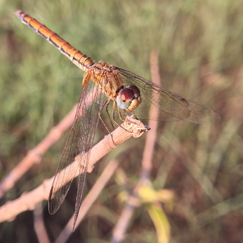 Crimson Marsh Glider