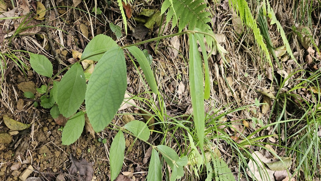 Nàng nàng đài loan – Callicarpa pedunculata