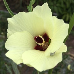 Abelmoschus esculentus