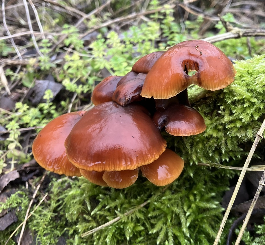 Flammulina · February 2026 · photo: © kawest (iNaturalist, cc0)