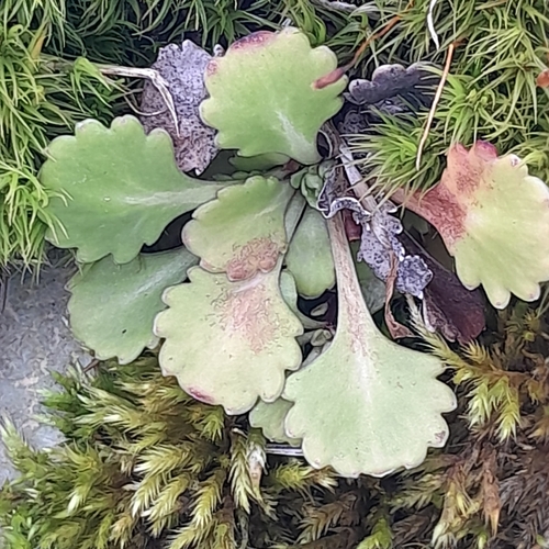 Foto de Mãe de milhares