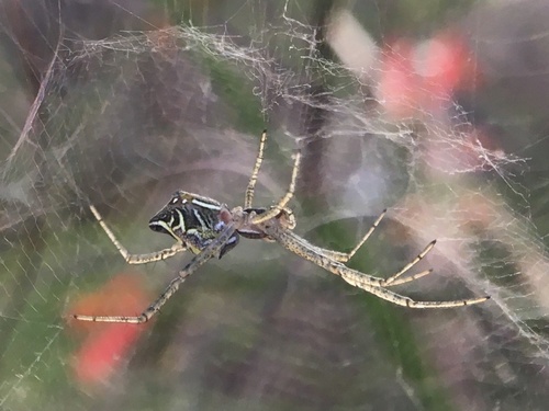 Garden tent-web spider
