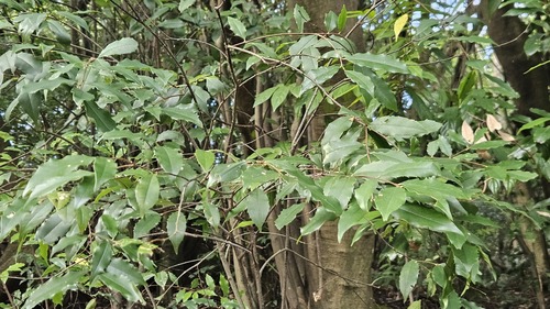 Prunus spinulosa, photograph 1