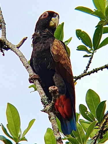 Bronze-winged Parrot