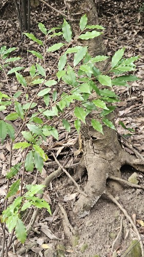 Prunus spinulosa, photograph 2