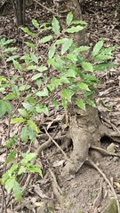 (c) 胡正恆(Jackson Hu), some rights reserved (CC BY) Prunus spinulosa, photograph (c) 胡正恆(Jackson Hu), some rights reserved (CC BY)