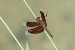 Neurothemis fluctuans