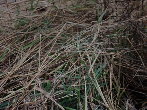Torpedo Grass (Panicum repens)