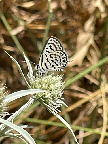 Little Tiger Blue