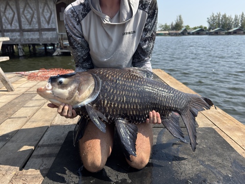 Giant barb (Catlocarpio siamensis) — Cyprinidae — 3