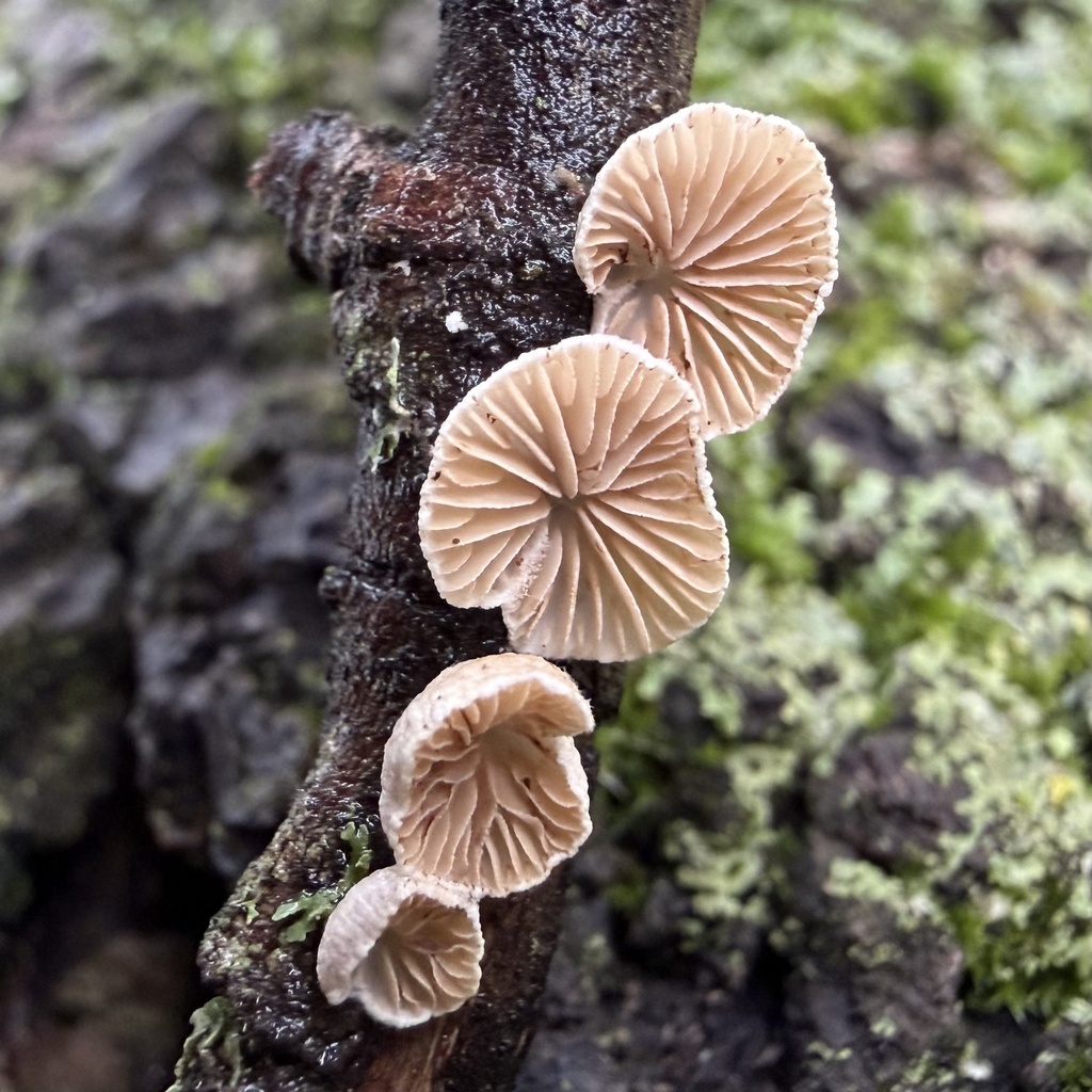 Crepidotus cesatii · January 2026 · photo: © lucian_clanet (iNaturalist, cc-by)