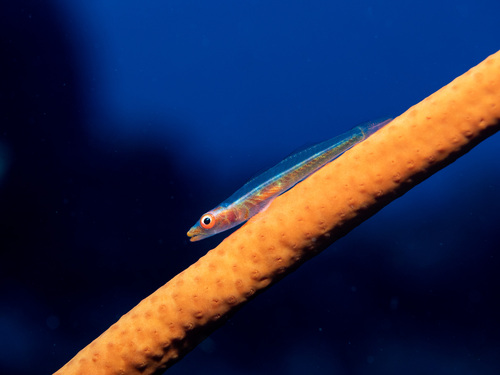 Sea whip goby (Bryaninops yongei) — Gobiidae — 2