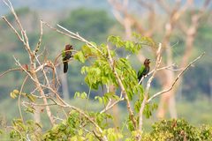 Deroptyus accipitrinus