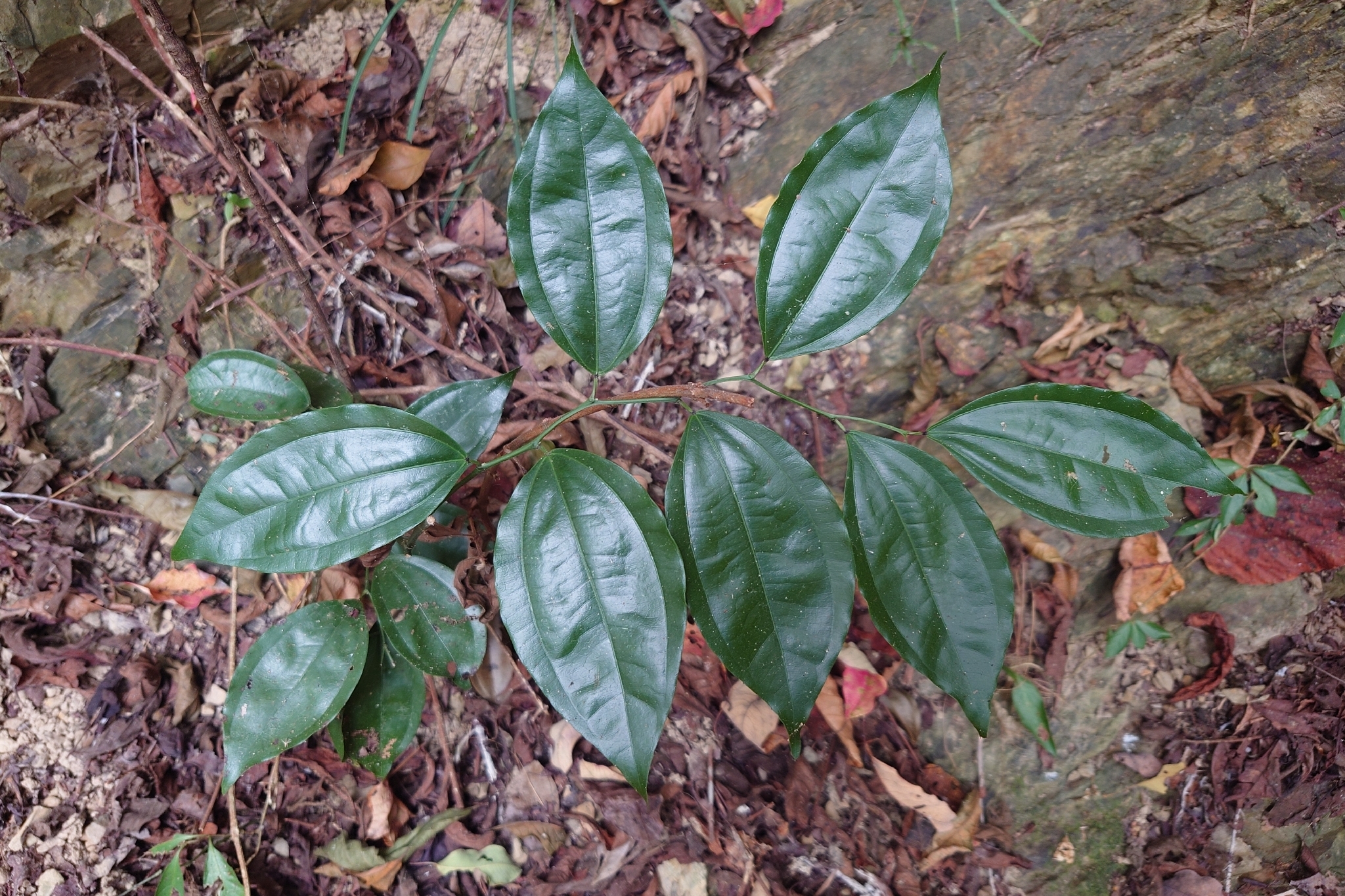 Laurel-Leaved Snail Tree (Cocculus laurifolius)