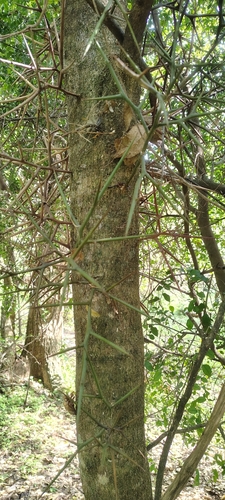 Espina de Corona (Gleditsia amorphoides)