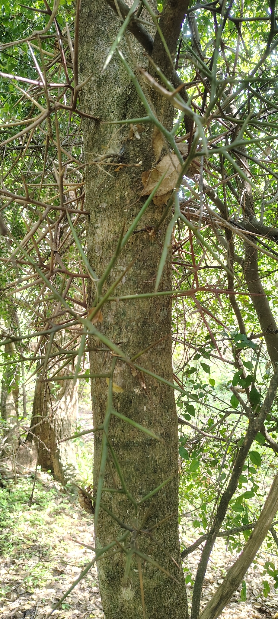 Espina De Corona (Gleditsia amorphoides)