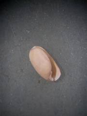 Cylichnella bidentata