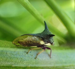 Callicentrus
