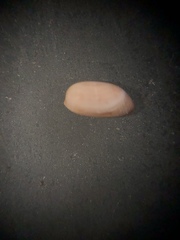 Cylichnella bidentata