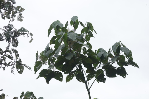 Macaranga winkleri observed 2026-01-25
