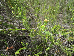 Penaea cneorum ovata