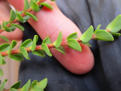 Penaea cneorum ovata