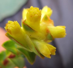 Penaea cneorum ovata