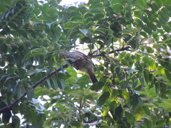 Piranga roseogularis